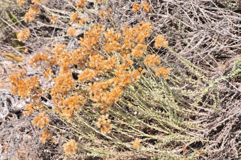 Helichrysum italicum subsp. tyrrhenicum / Perpetuini d''Italia